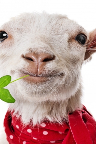 Funny Goat for 320 x 480 iPhone resolution