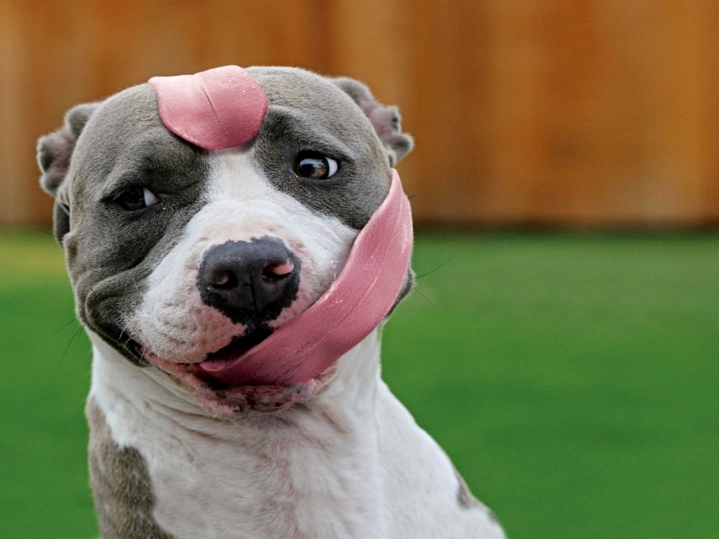 Funny Little Pitbull for 1024 x 768 resolution