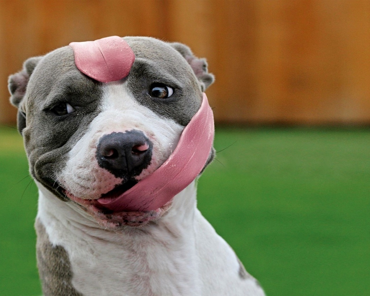Funny Little Pitbull for 1280 x 1024 resolution