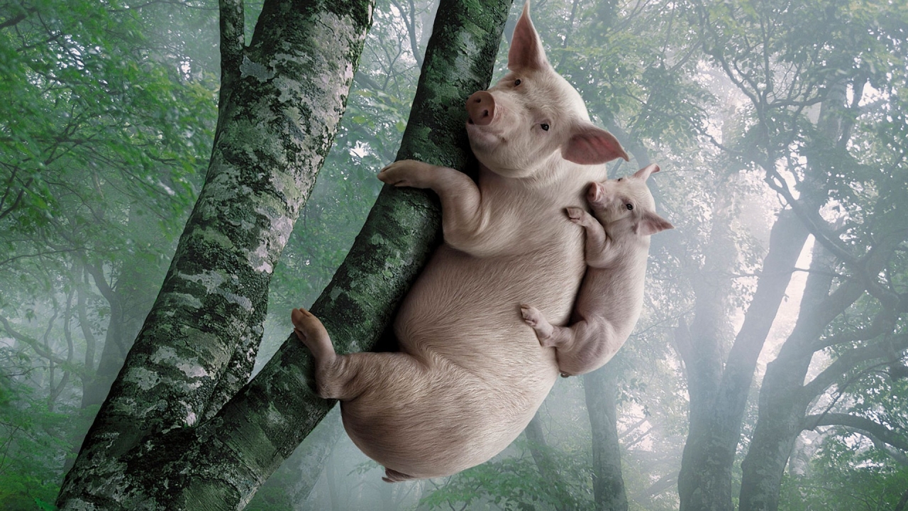 Funny Pigs for 1280 x 720 HDTV 720p resolution