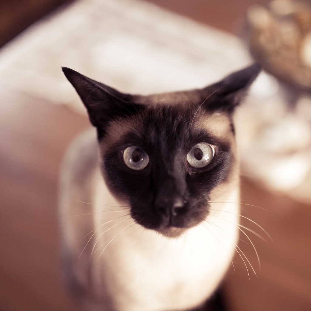 Funny Siamese Cat for 1024 x 1024 iPad resolution