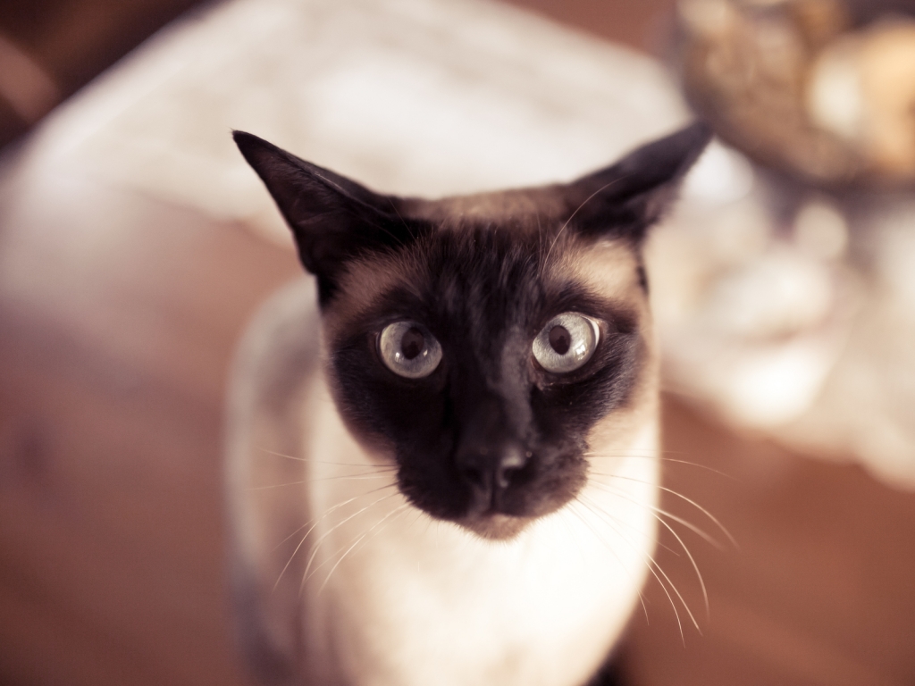 Funny Siamese Cat for 1024 x 768 resolution