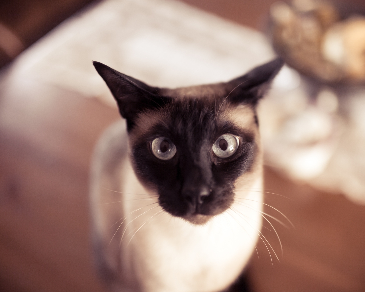 Funny Siamese Cat for 1280 x 1024 resolution