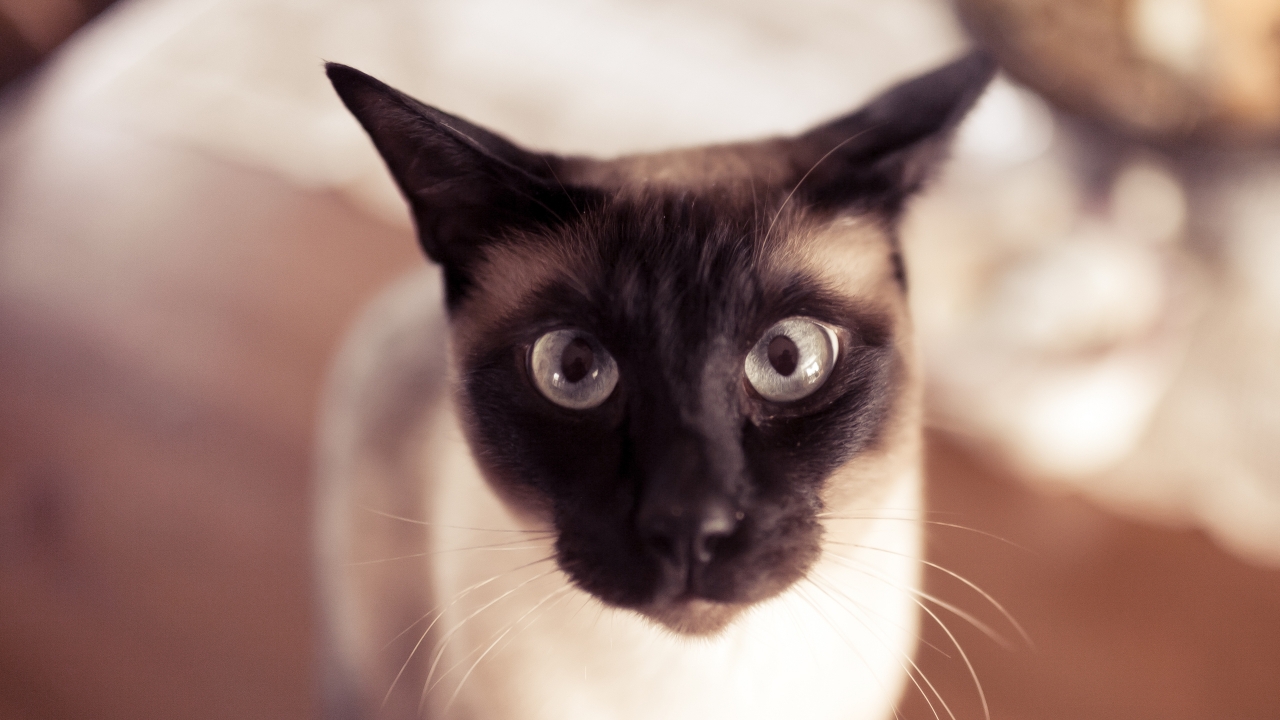 Funny Siamese Cat for 1280 x 720 HDTV 720p resolution