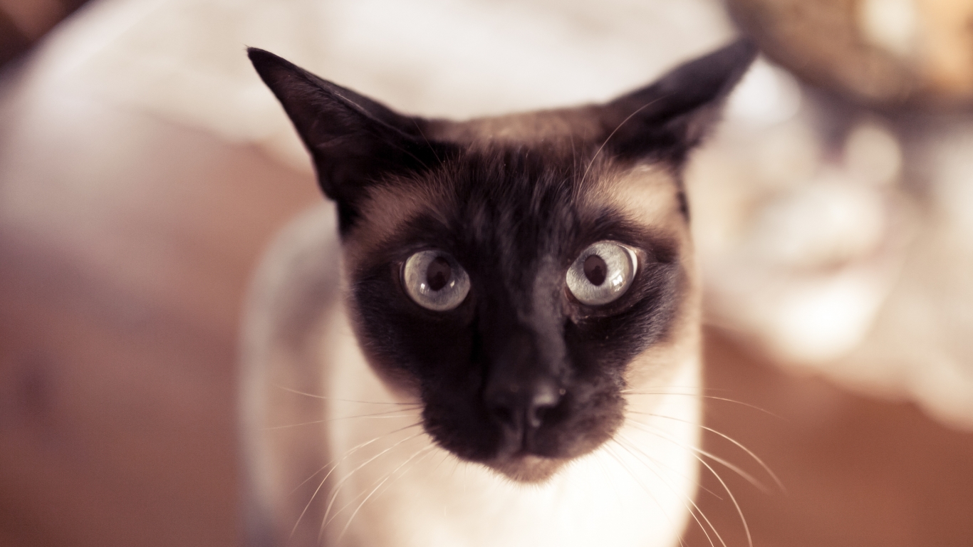 Funny Siamese Cat for 1366 x 768 HDTV resolution