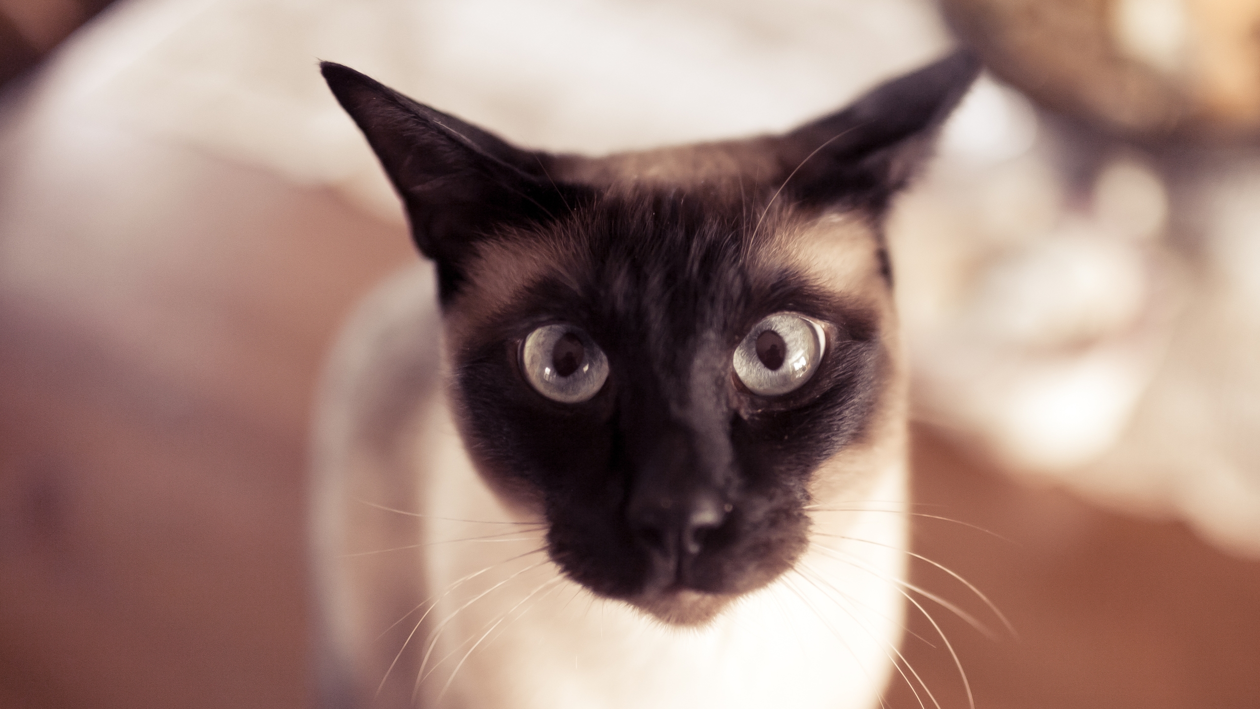 Funny Siamese Cat for 2560x1440 HDTV resolution