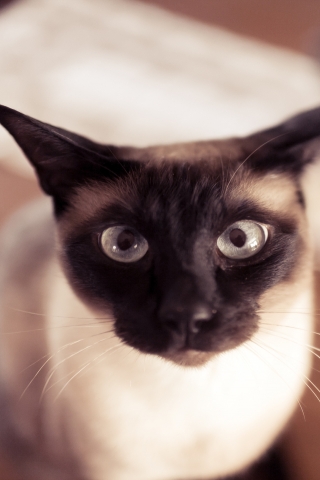 Funny Siamese Cat for 320 x 480 iPhone resolution