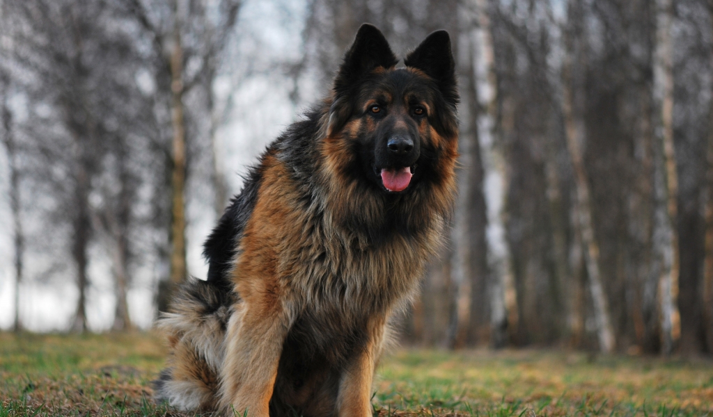 German Shepherd for 1024 x 600 widescreen resolution