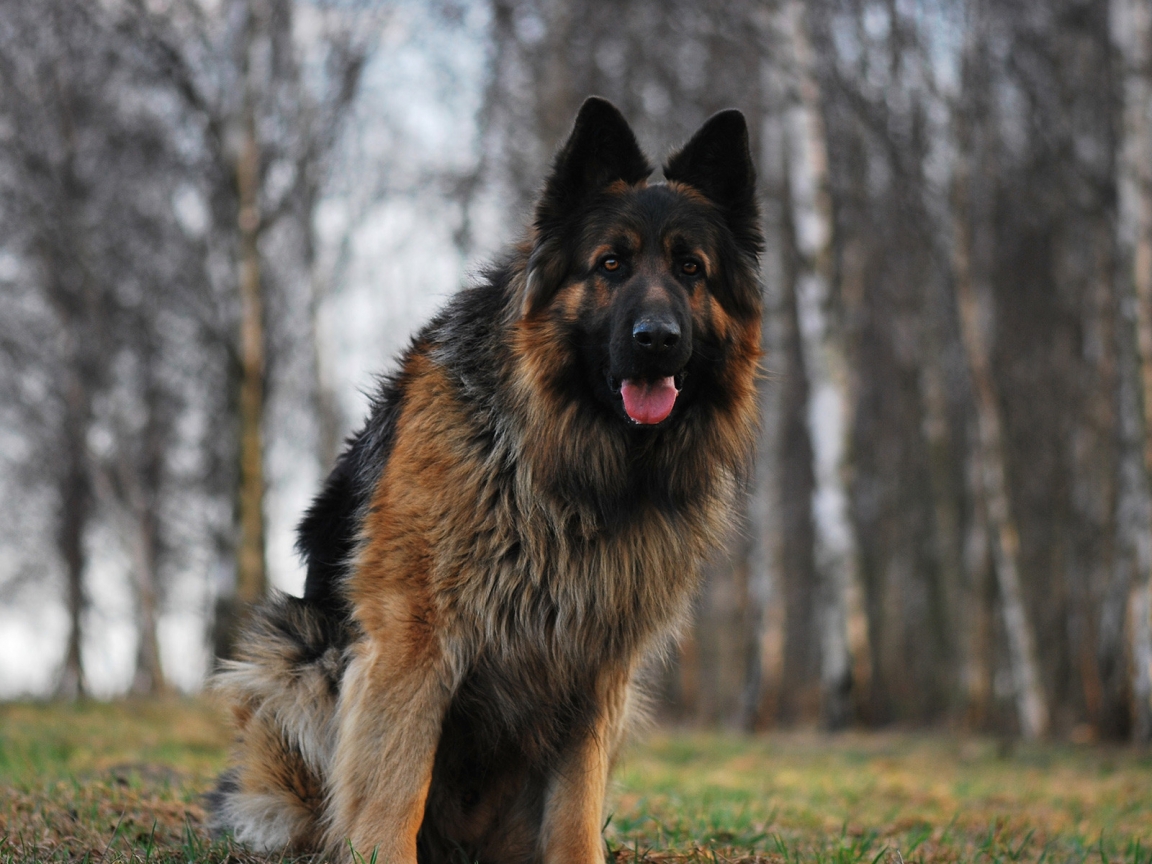 German Shepherd for 1152 x 864 resolution