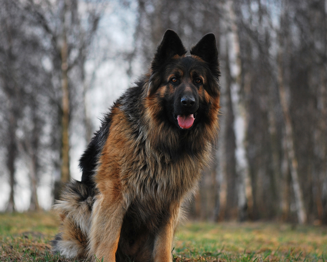 German Shepherd for 1280 x 1024 resolution