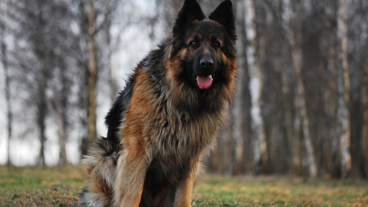 German Shepherd for 1280 x 720 HDTV 720p resolution