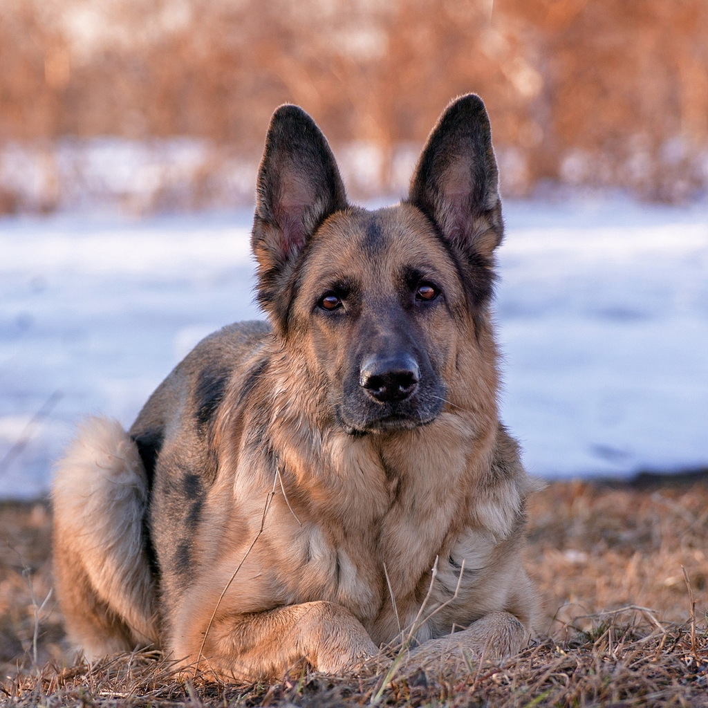 German Shepherd Dog for 1024 x 1024 iPad resolution