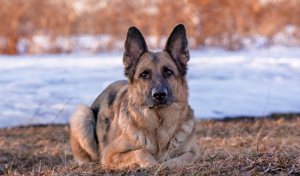 German Shepherd Dog for 1024 x 600 widescreen resolution