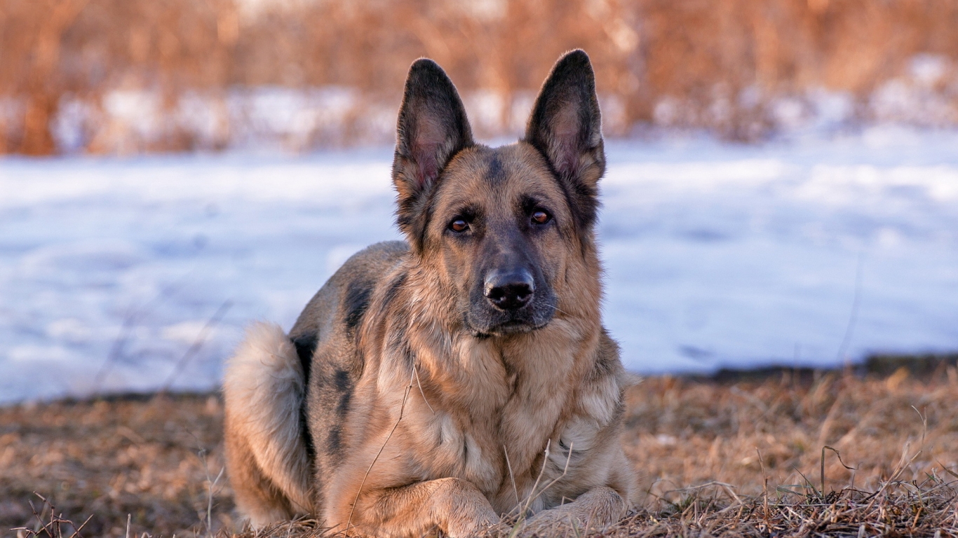 German Shepherd Dog for 1366 x 768 HDTV resolution