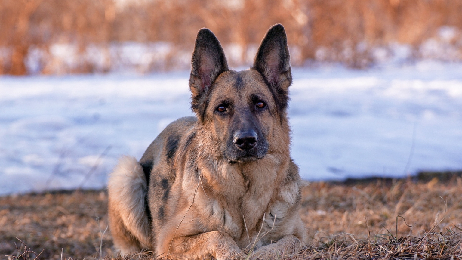 German Shepherd Dog for 1536 x 864 HDTV resolution