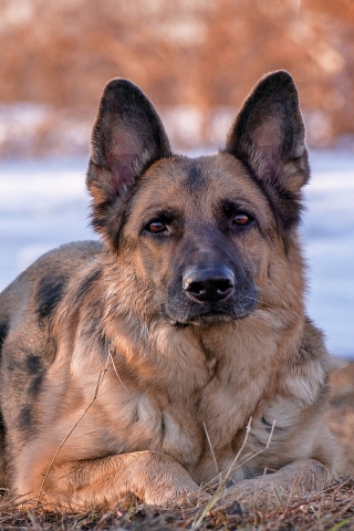 German Shepherd Dog for 320 x 480 iPhone resolution