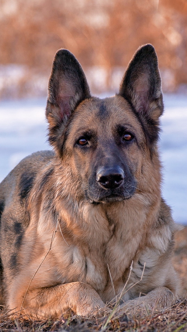 German Shepherd Dog for 640 x 1136 iPhone 5 resolution