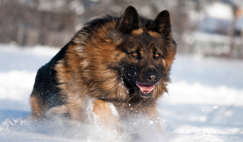 German Shepherd Running for 1024 x 600 widescreen resolution