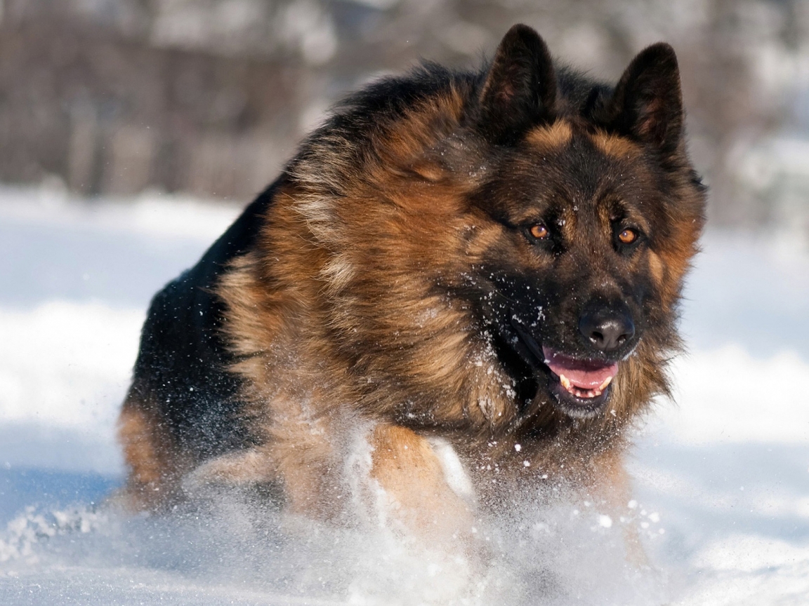 German Shepherd Running for 1152 x 864 resolution