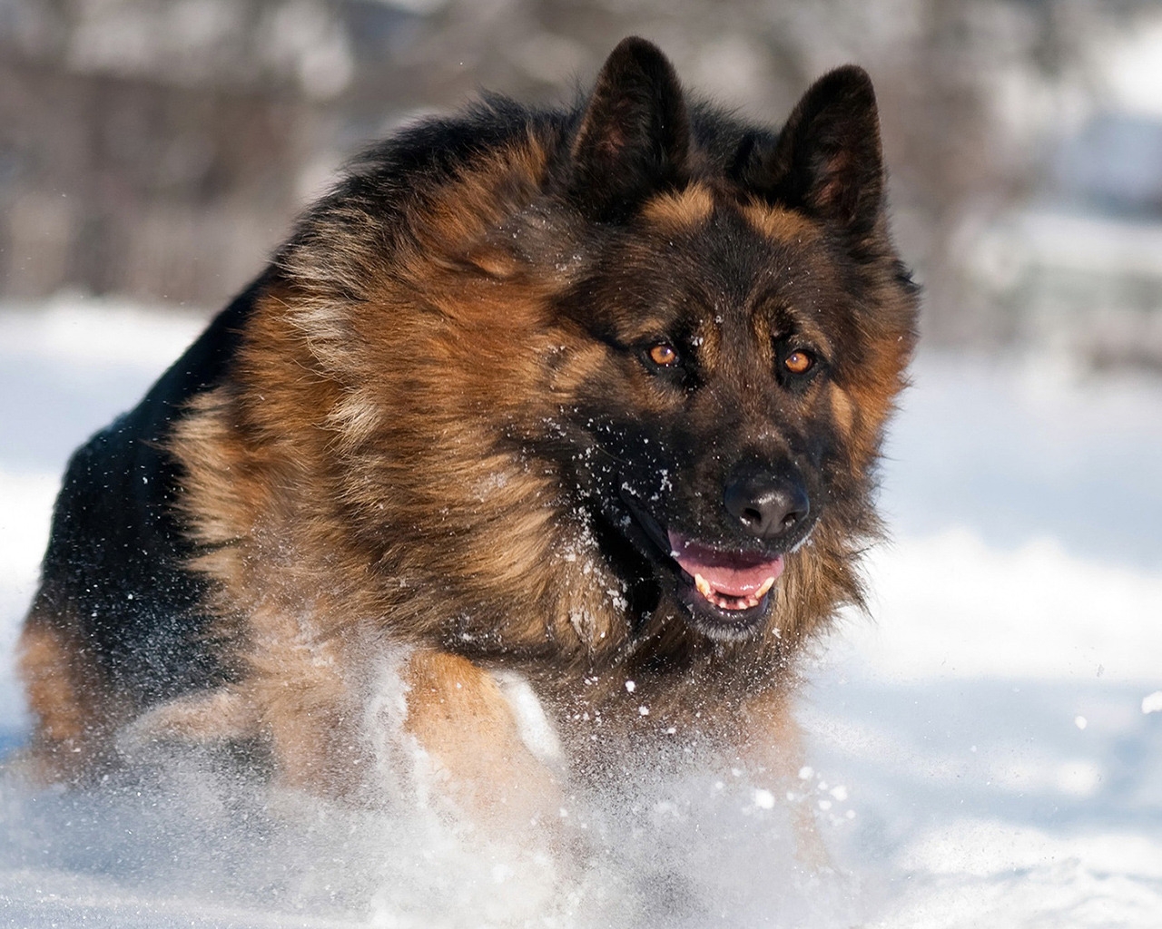 German Shepherd Running for 1280 x 1024 resolution