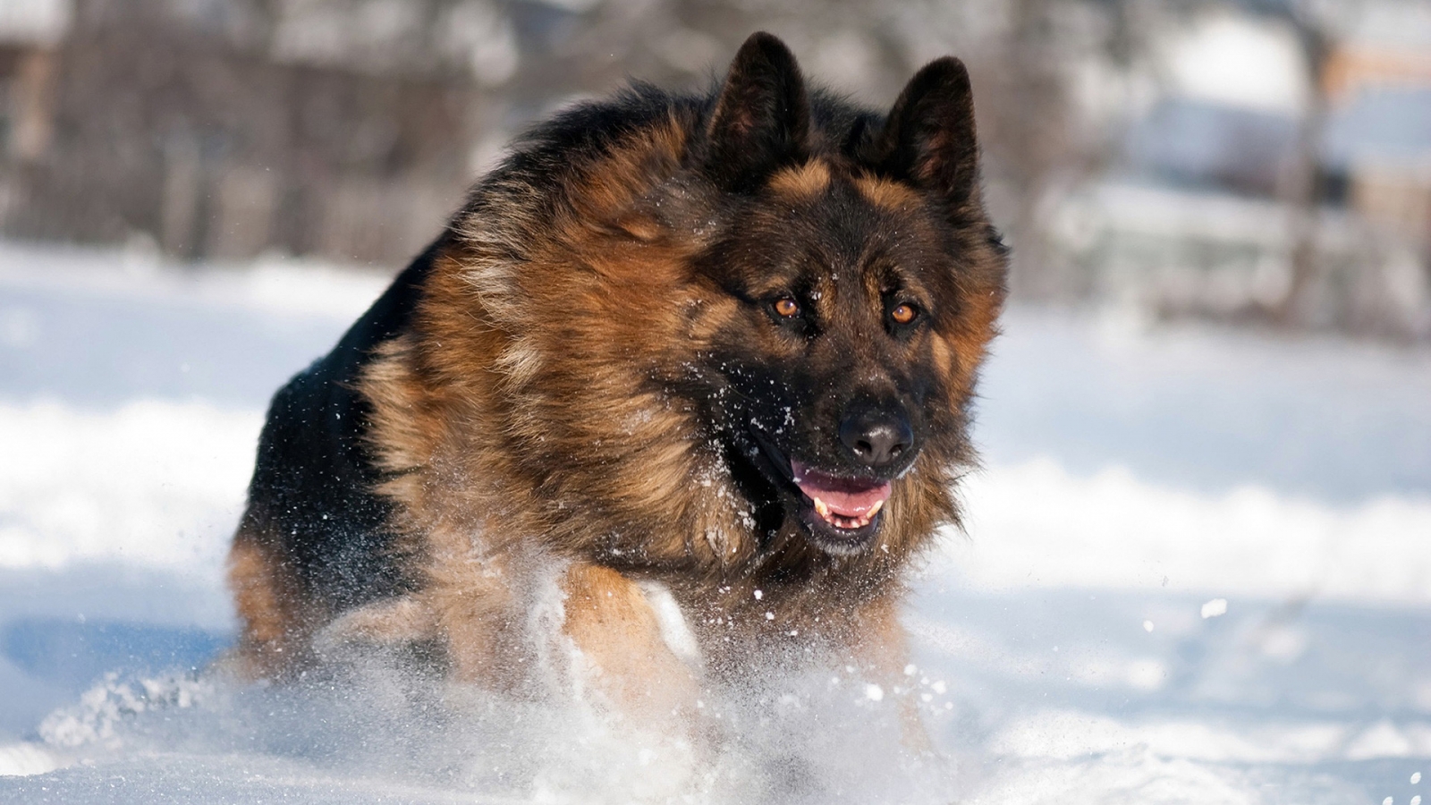 German Shepherd Running for 1600 x 900 HDTV resolution