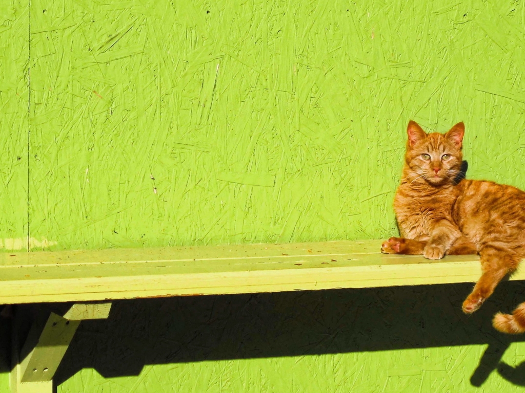 Ginger Cat Sitting on a Bench for 1024 x 768 resolution