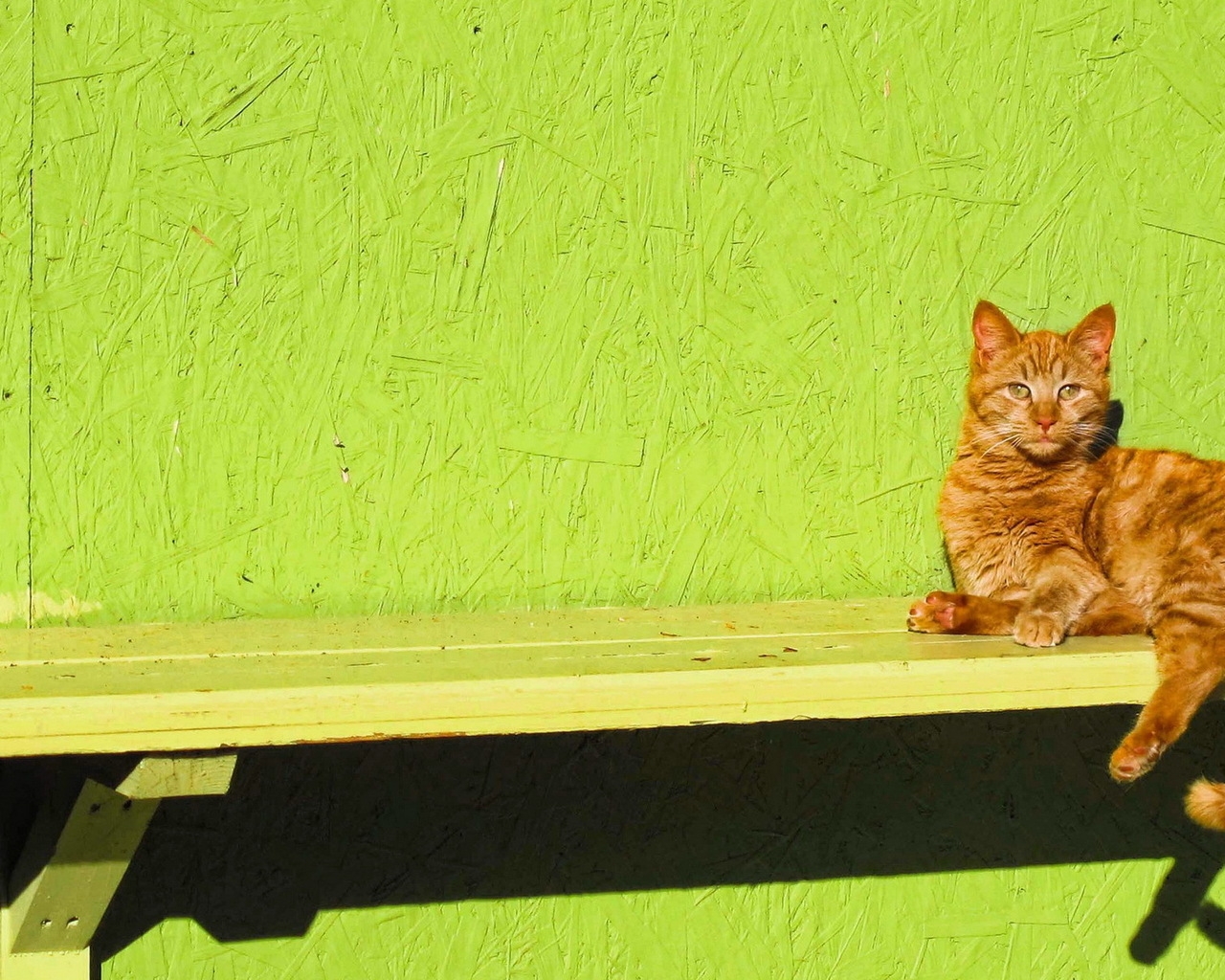 Ginger Cat Sitting on a Bench for 1280 x 1024 resolution