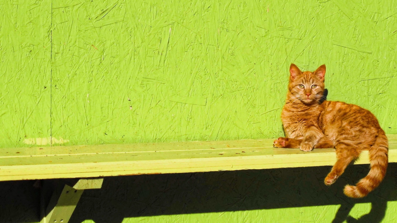 Ginger Cat Sitting on a Bench for 1366 x 768 HDTV resolution