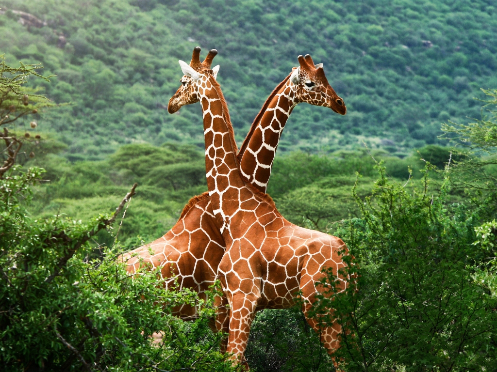 Giraffe Friends for 1024 x 768 resolution
