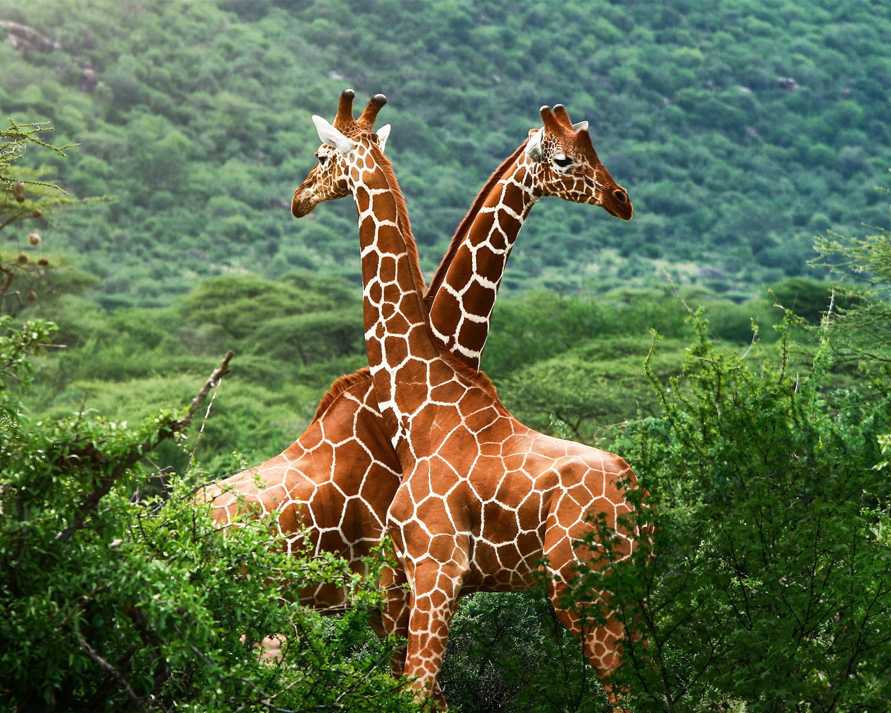 Giraffe Friends for 1280 x 1024 resolution
