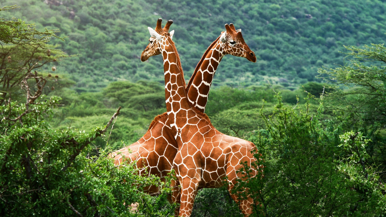 Giraffe Friends for 1536 x 864 HDTV resolution