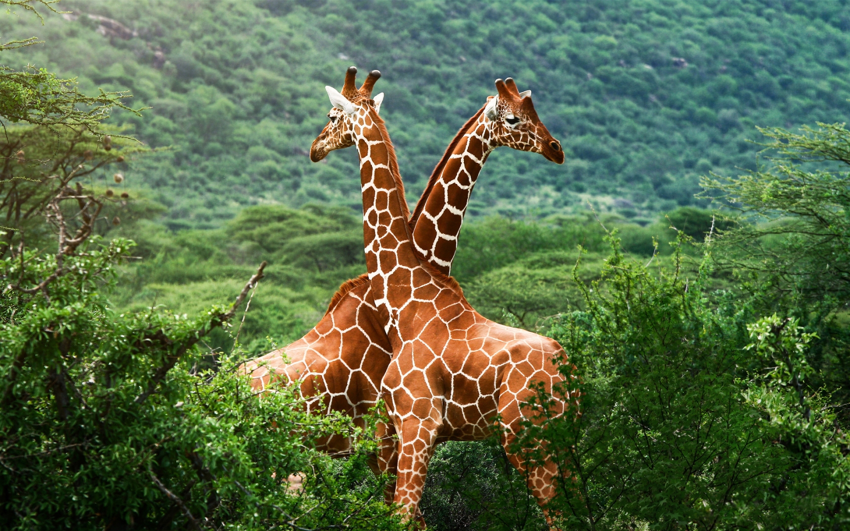 Giraffe Friends for 1680 x 1050 widescreen resolution