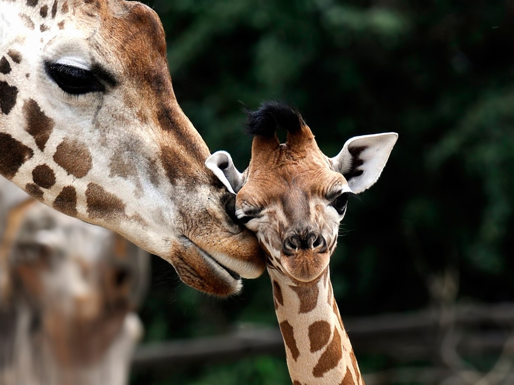Giraffe Love for 1024 x 768 resolution