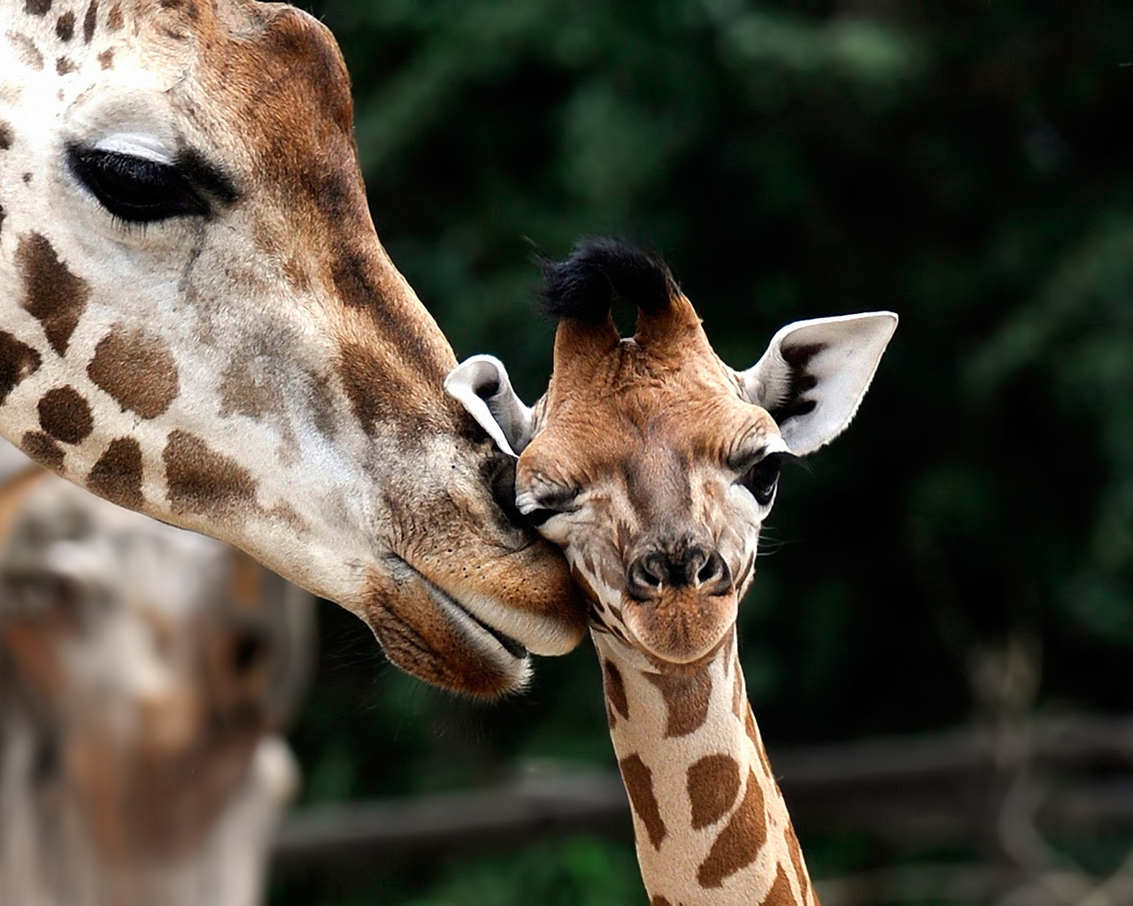 Giraffe Love for 1280 x 1024 resolution