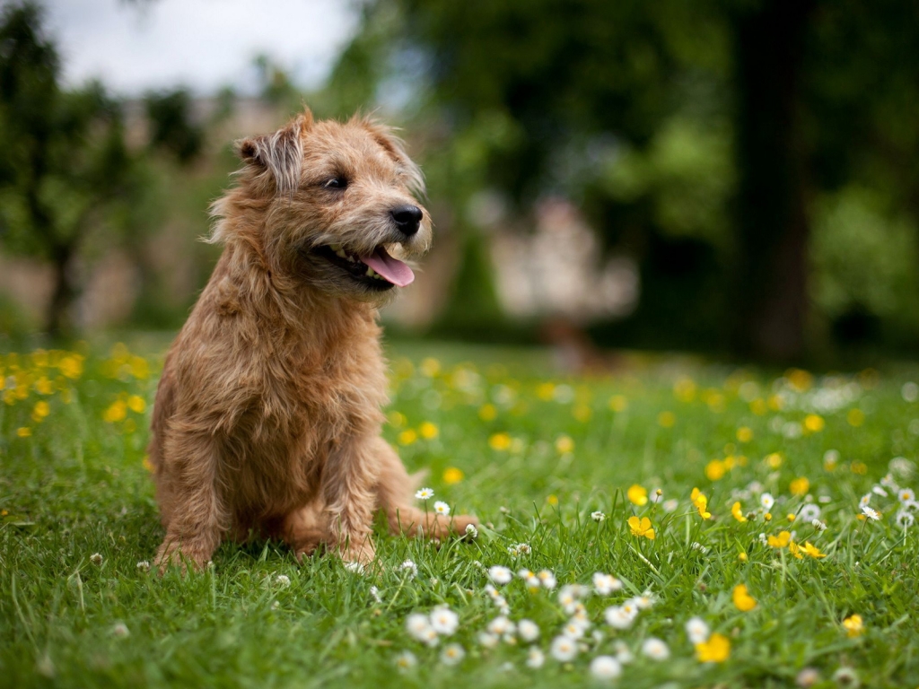 Glen of Imaal Terrier for 1024 x 768 resolution