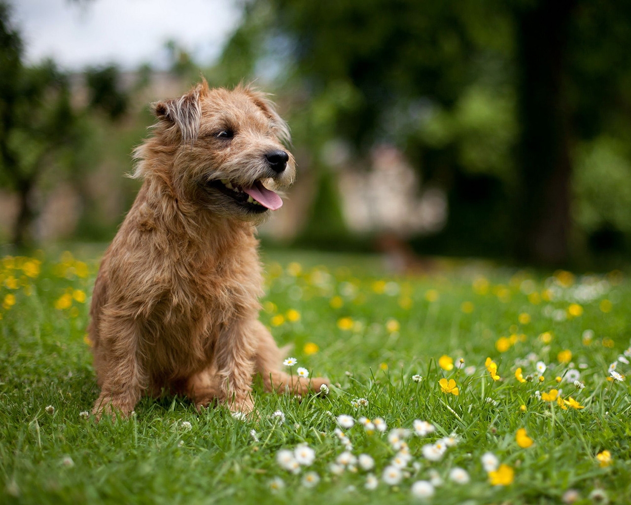 Glen of Imaal Terrier for 1280 x 1024 resolution