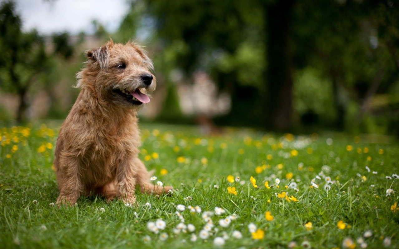 Glen of Imaal Terrier for 1280 x 800 widescreen resolution