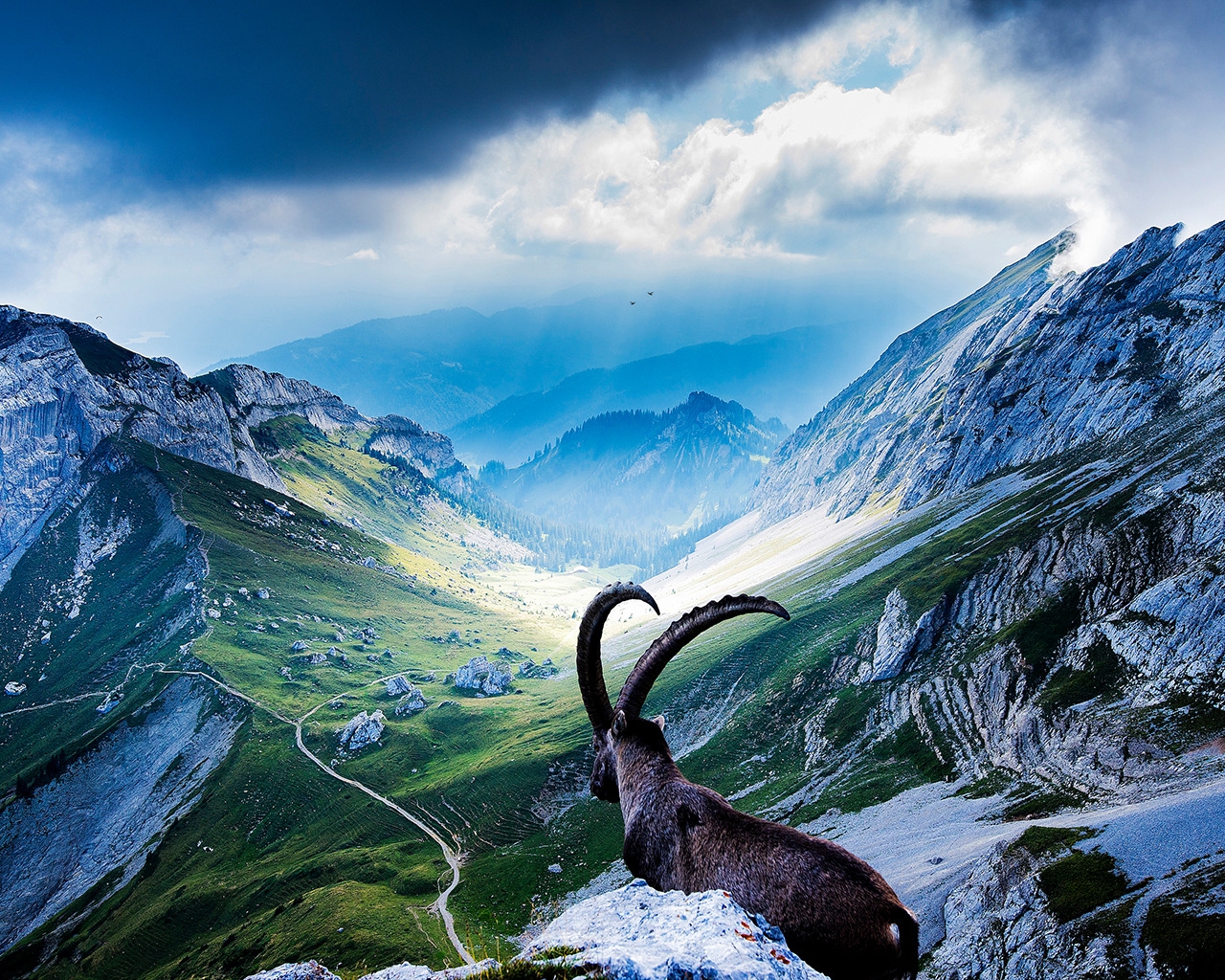 Goat at Mount Pilatus for 1280 x 1024 resolution
