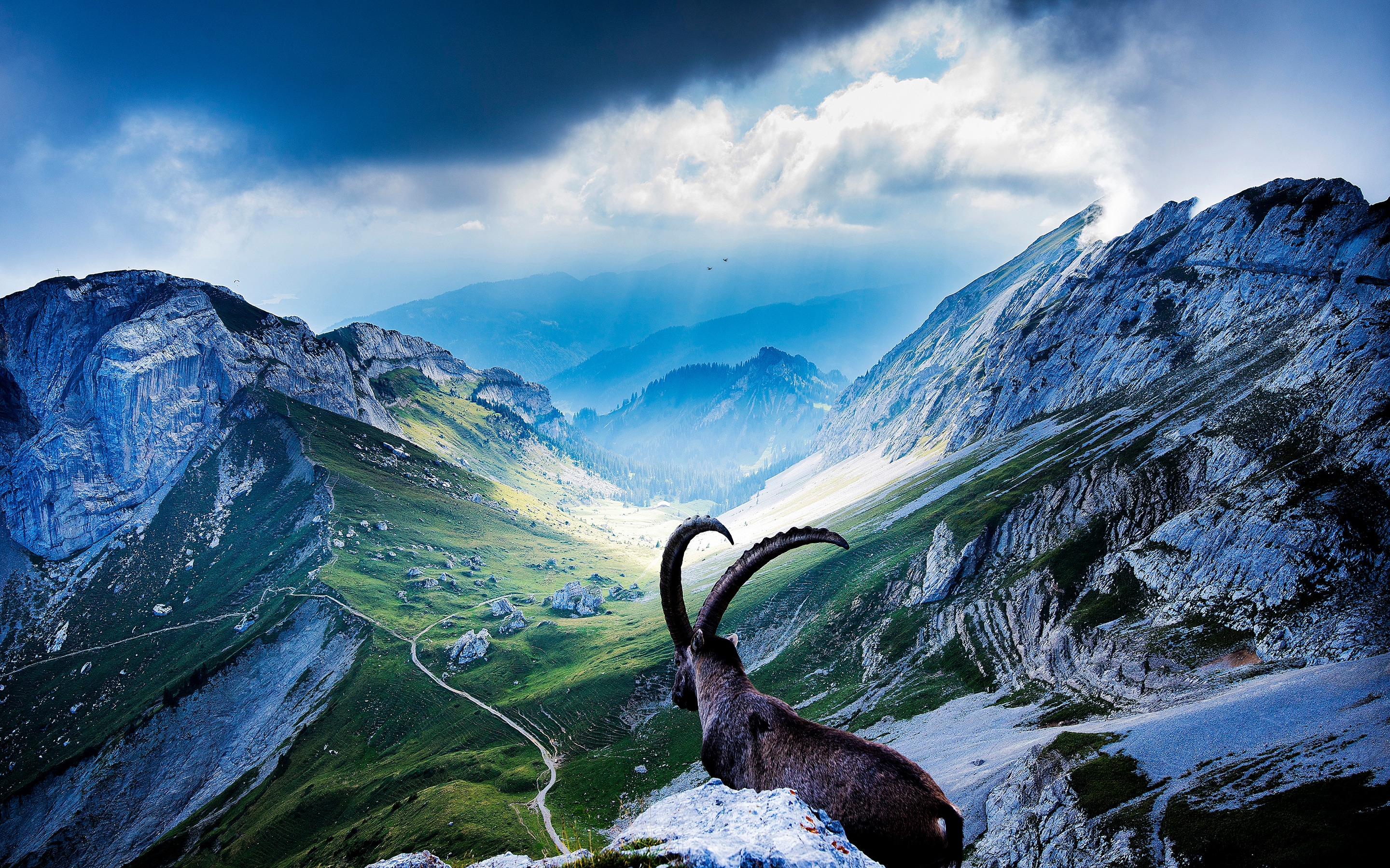 Goat at Mount Pilatus for 2880 x 1800 Retina Display resolution