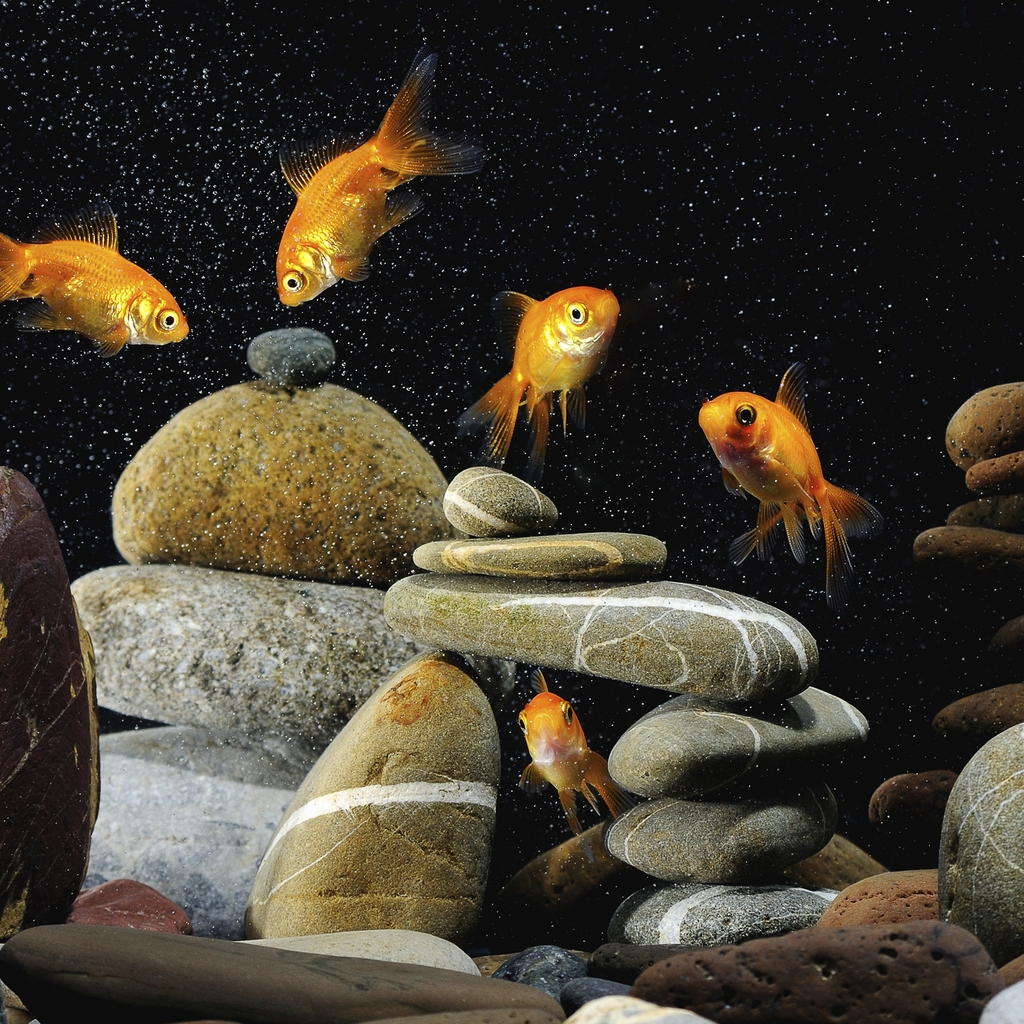 Gold Fishes Life for 1024 x 1024 iPad resolution