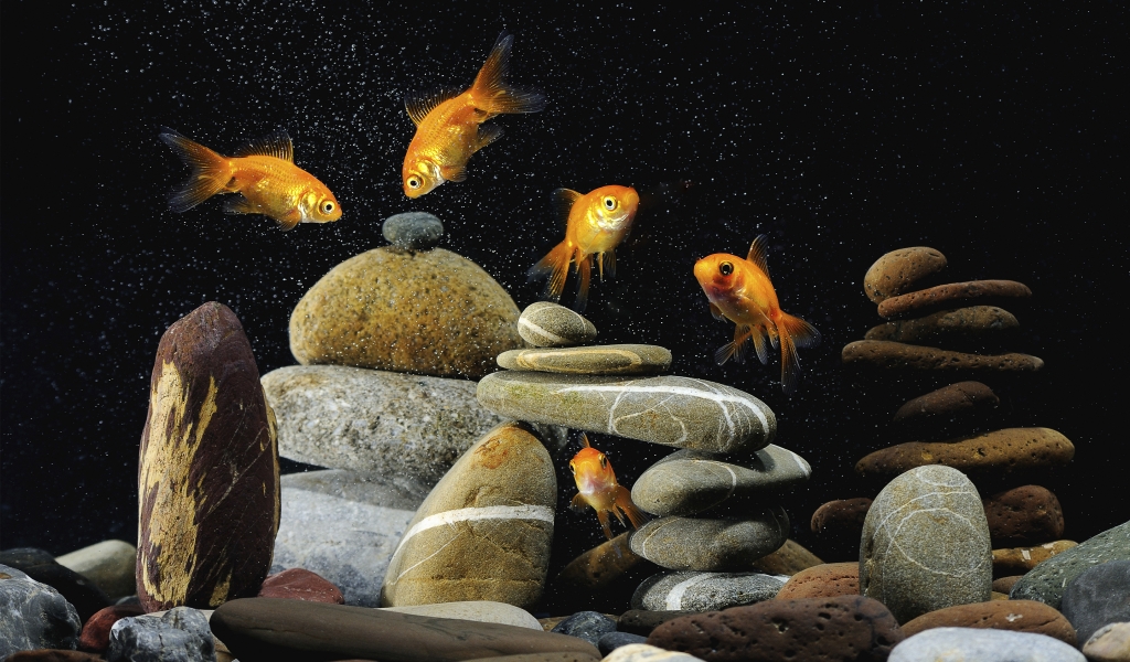 Gold Fishes Life for 1024 x 600 widescreen resolution
