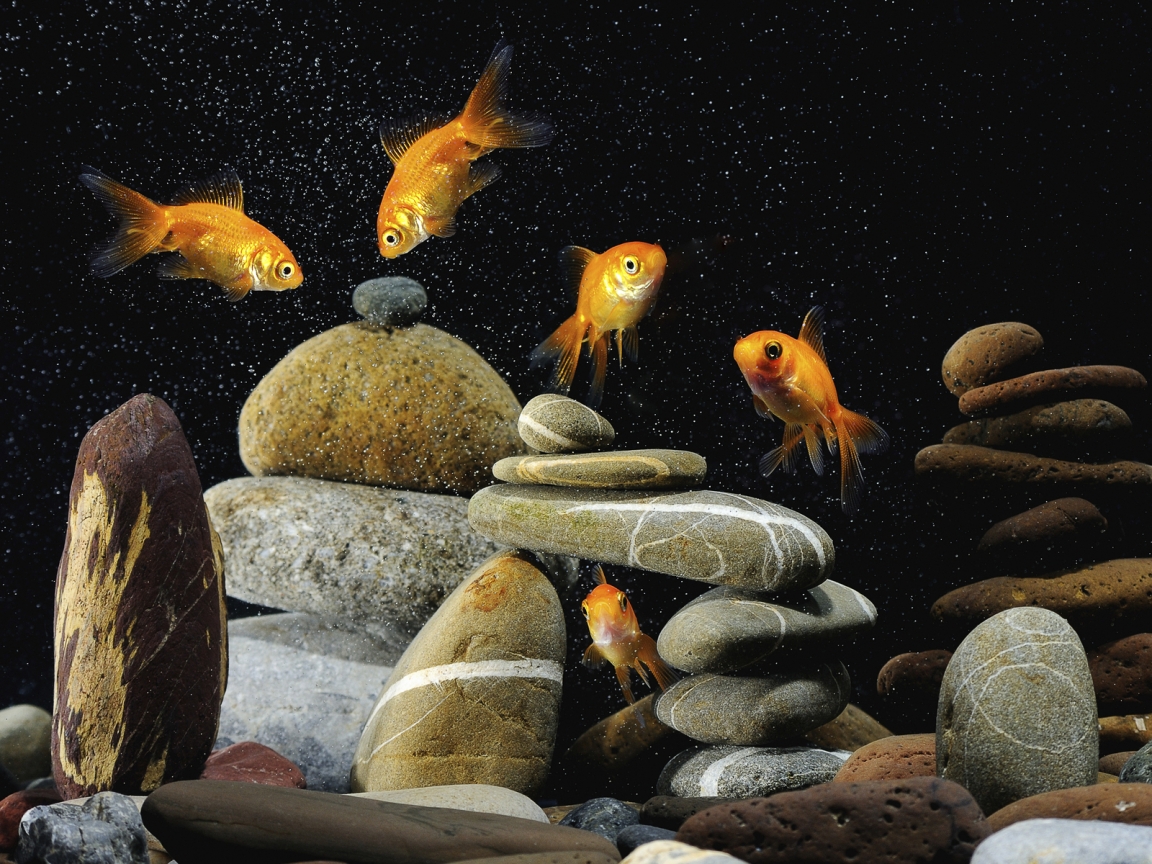 Gold Fishes Life for 1152 x 864 resolution