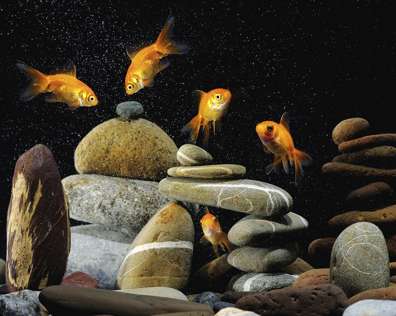 Gold Fishes Life for 1280 x 1024 resolution