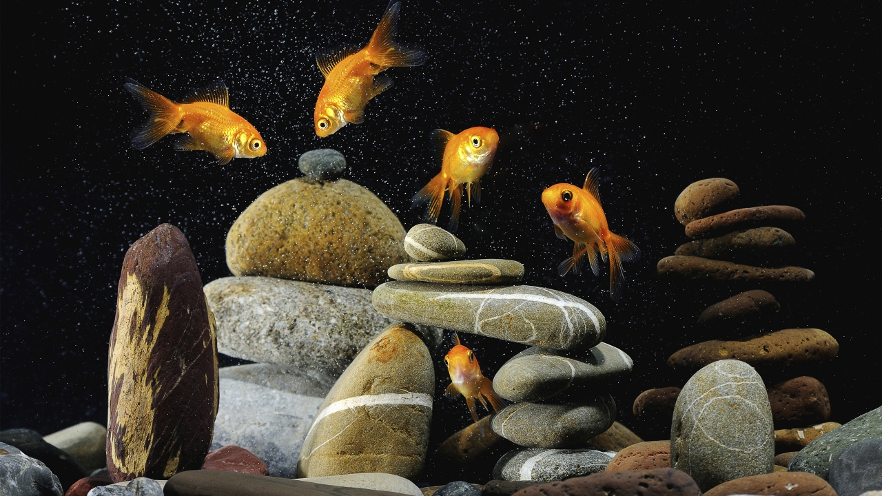 Gold Fishes Life for 1280 x 720 HDTV 720p resolution