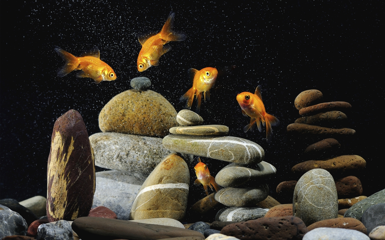 Gold Fishes Life for 1280 x 800 widescreen resolution