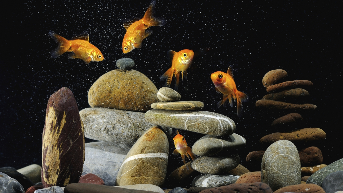 Gold Fishes Life for 1366 x 768 HDTV resolution