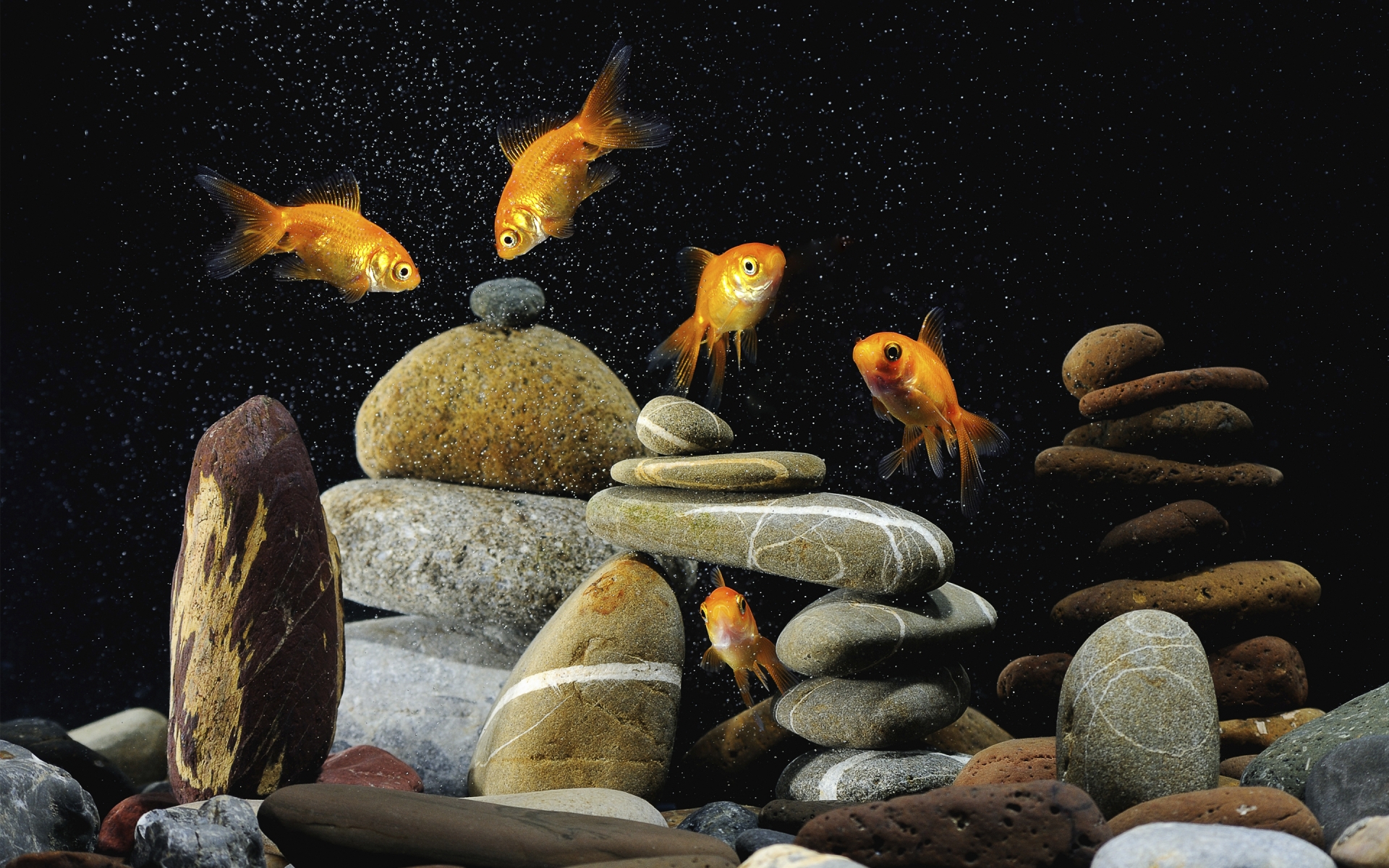 Gold Fishes Life for 1920 x 1200 widescreen resolution
