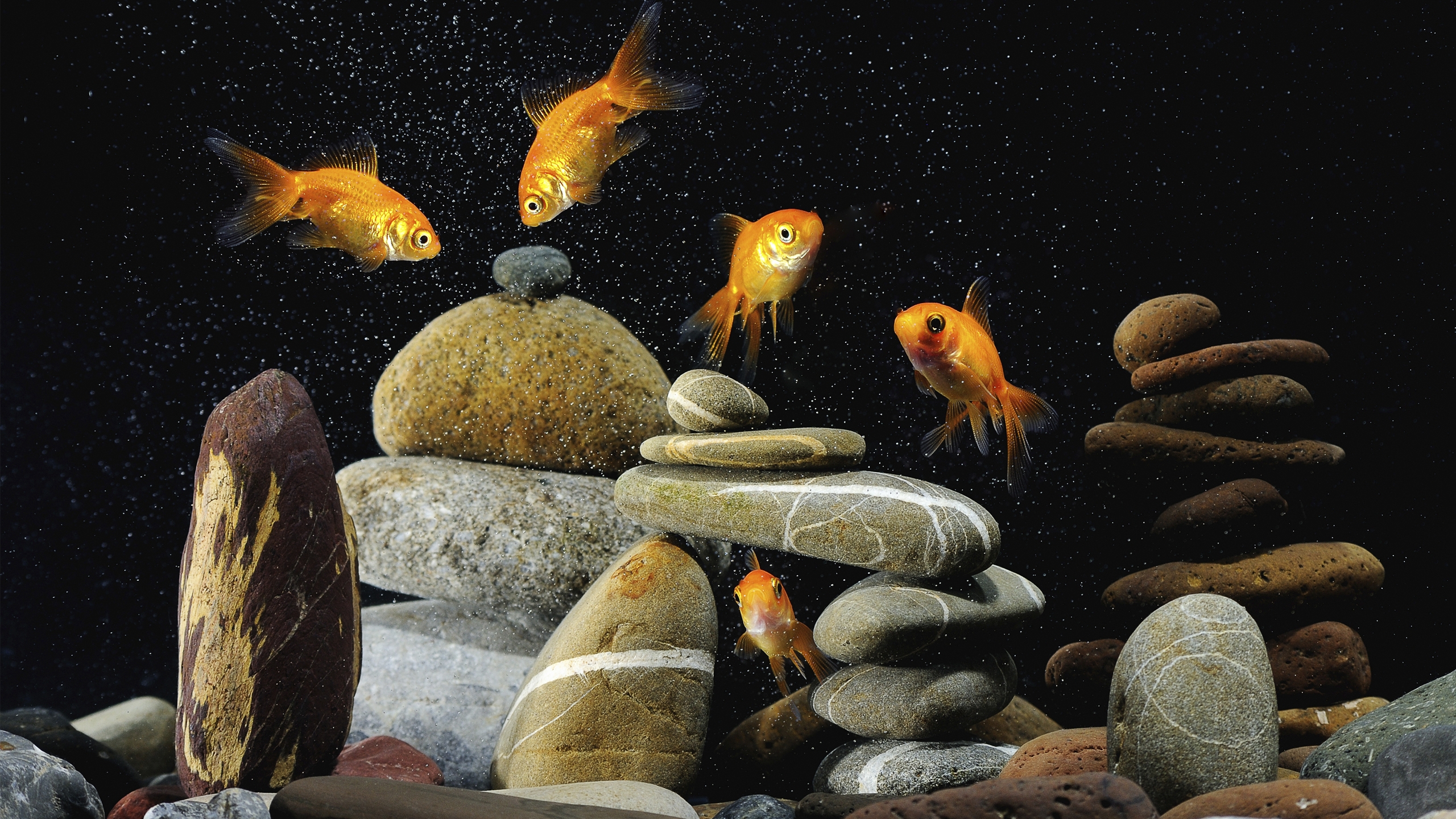 Gold Fishes Life for 2560x1440 HDTV resolution