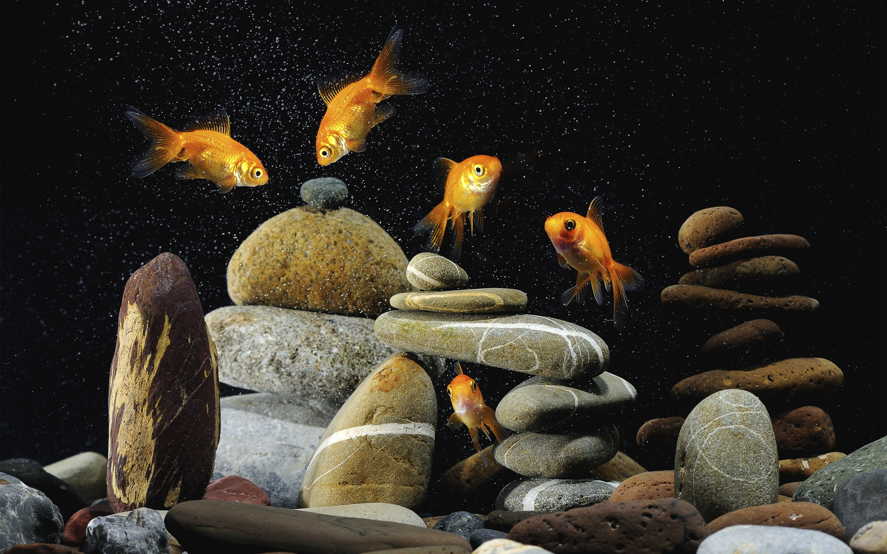 Gold Fishes Life for 2880 x 1800 Retina Display resolution