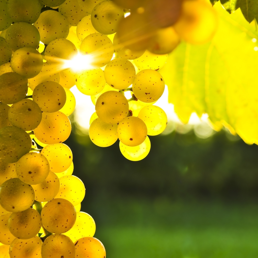 Golden Grapes for 1024 x 1024 iPad resolution
